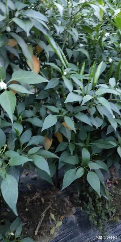 辣椒叶子变黄的防治方法,辣椒叶片发黄方法教程