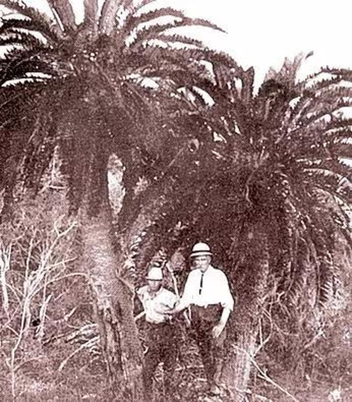 伍德苏铁:寻妻百年的铁树鳏夫,全球仅一棵,克隆的树苗价值15万