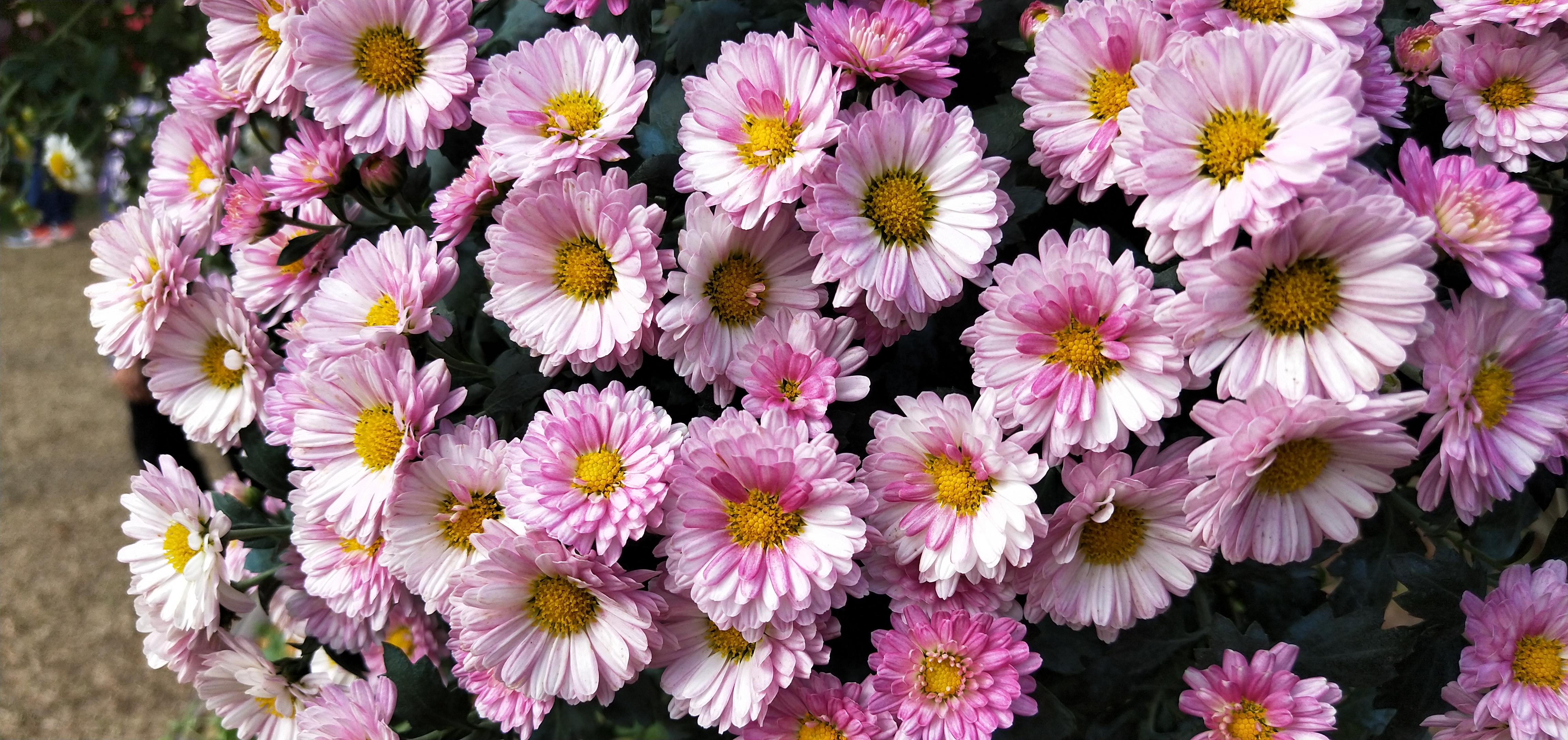 东湖公园菊花花展时间2021,深圳东湖荷节花展