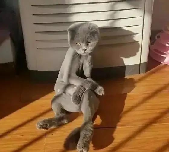 主人以为蓝猫太胖,主人嫌弃猫太胖决定把它丢掉