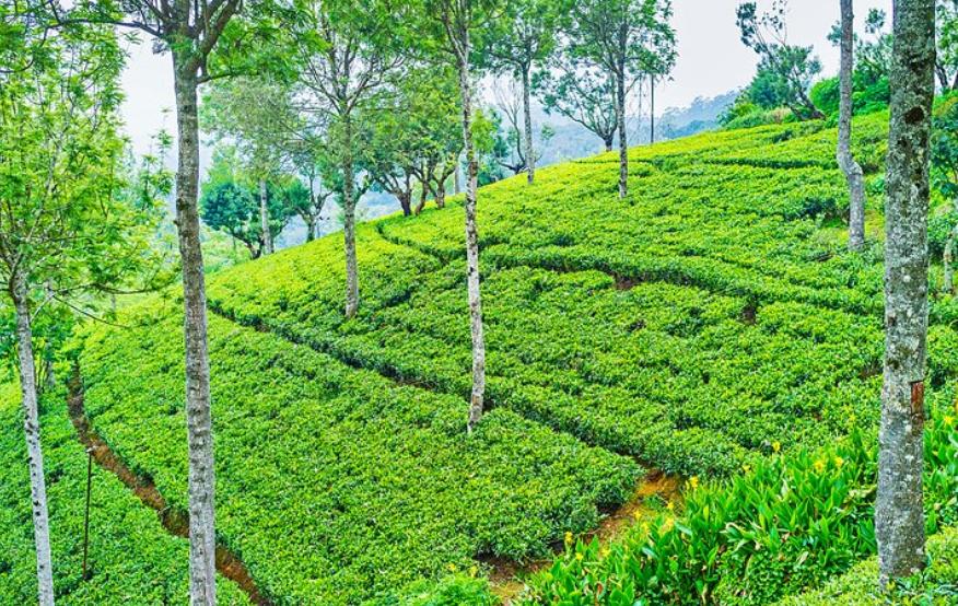 最新的斯里兰卡旅游攻略,去斯里兰卡旅游景点有哪些