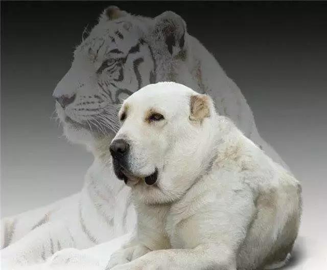 肌肉型猛犬图片,最帅最有气质的猛犬