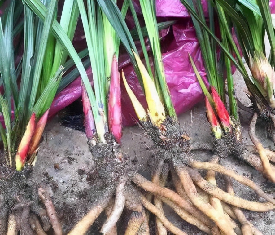 老姐在菜市场“捡漏”，买一株150元的兰花，看到后我一身大汗