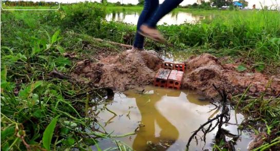 为什么小时候养的黄鳝找不到了,以前的黄鳝找到了吗