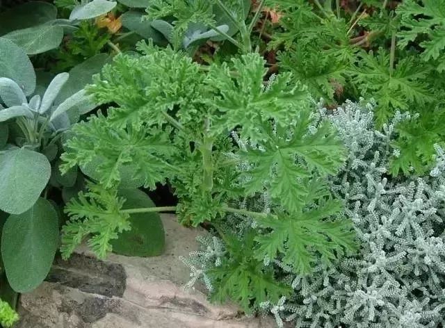 种植物驱蚊种什么好,适合赶走蚊子的植物