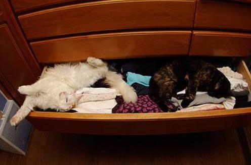 猫咪走失最有效的方法,猫咪走丢1周怎么寻回