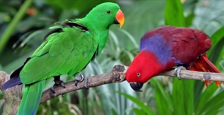 东江揽胜,惠州淡水常见鸟类图谱