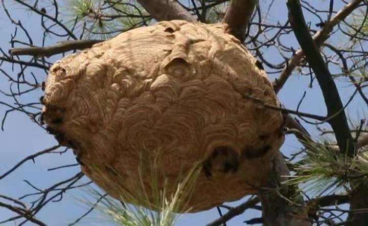 狗狗被马蜂蛰了叼回去给主人,狗狗被马蜂蛰了找不到蜂针