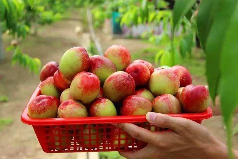 几万斤桃烂地里,几万斤桃烂在地里