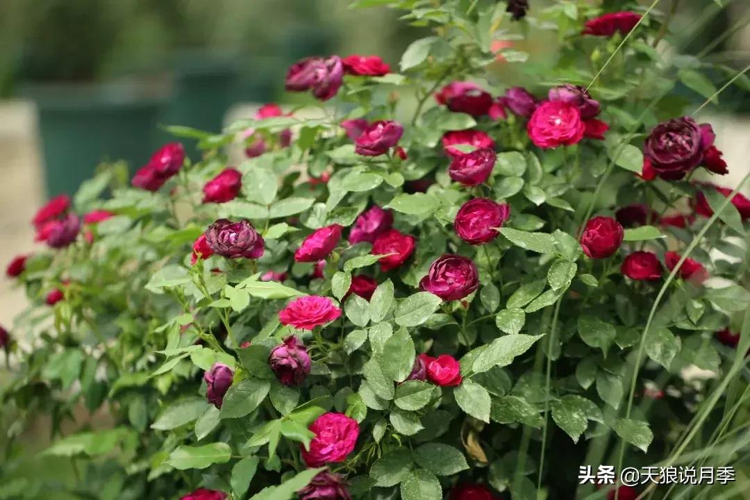 哪些月季品种抗病强,抗病性好月季有哪些