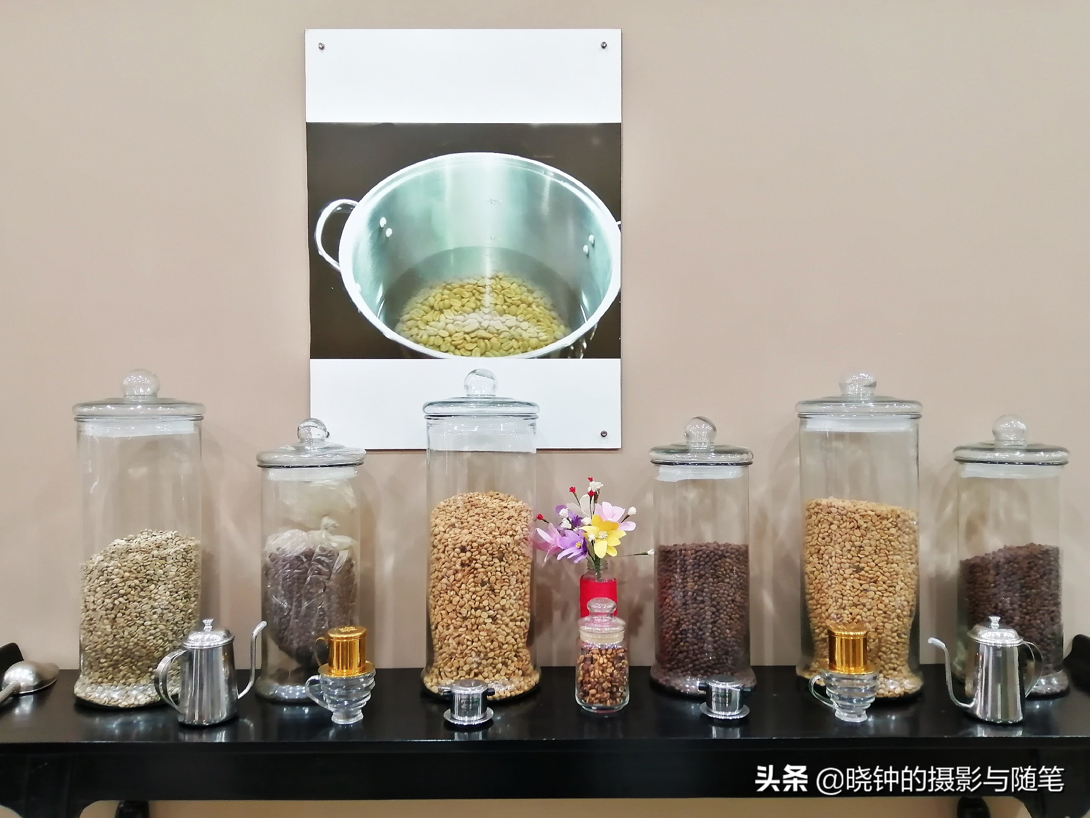 越南麝香猫速溶咖啡,野生麝香猫的猫屎咖啡