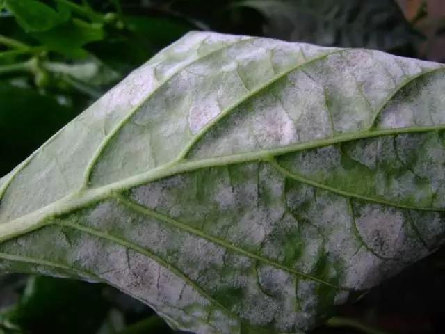 稻粒黑粉病防治药剂,治粉虱最好最快的方法