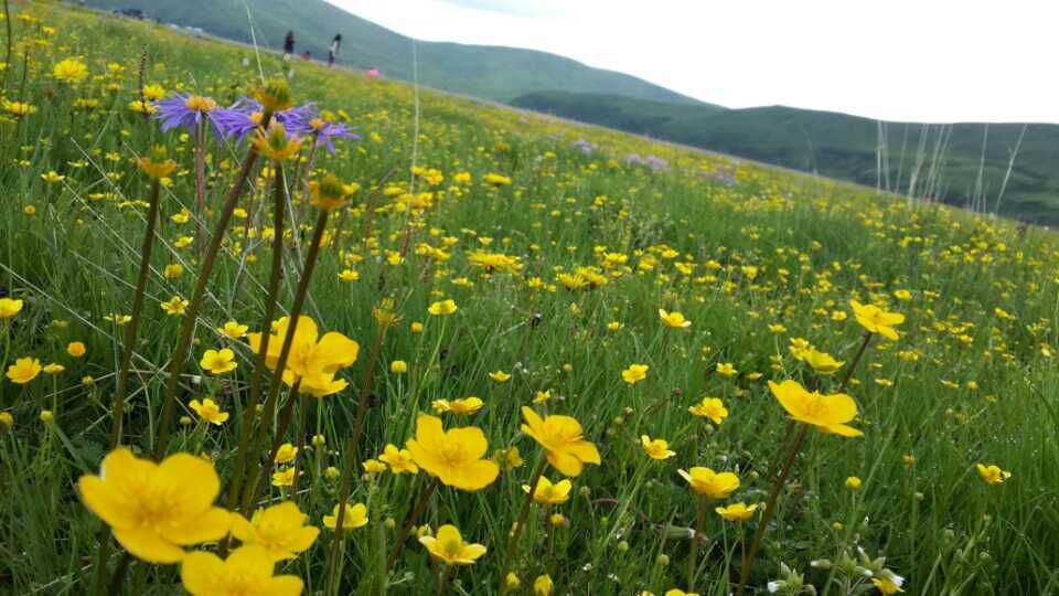 暂离城市的喧嚣，来拥抱若尔盖大草原，湖在天上，天在湖中
