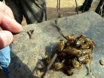 小蜜蜂消灭敌人,小蜜蜂怎么反杀大黄蜂