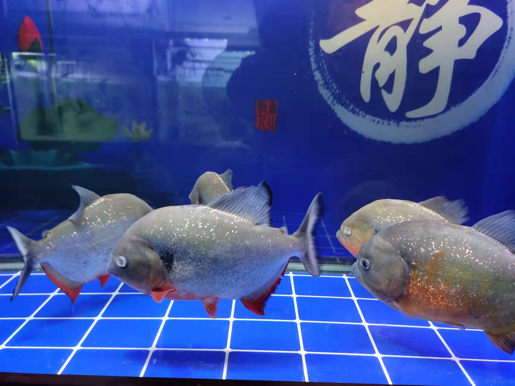 观赏鱼如何防止疾病传染,专业治疗观赏鱼疾病