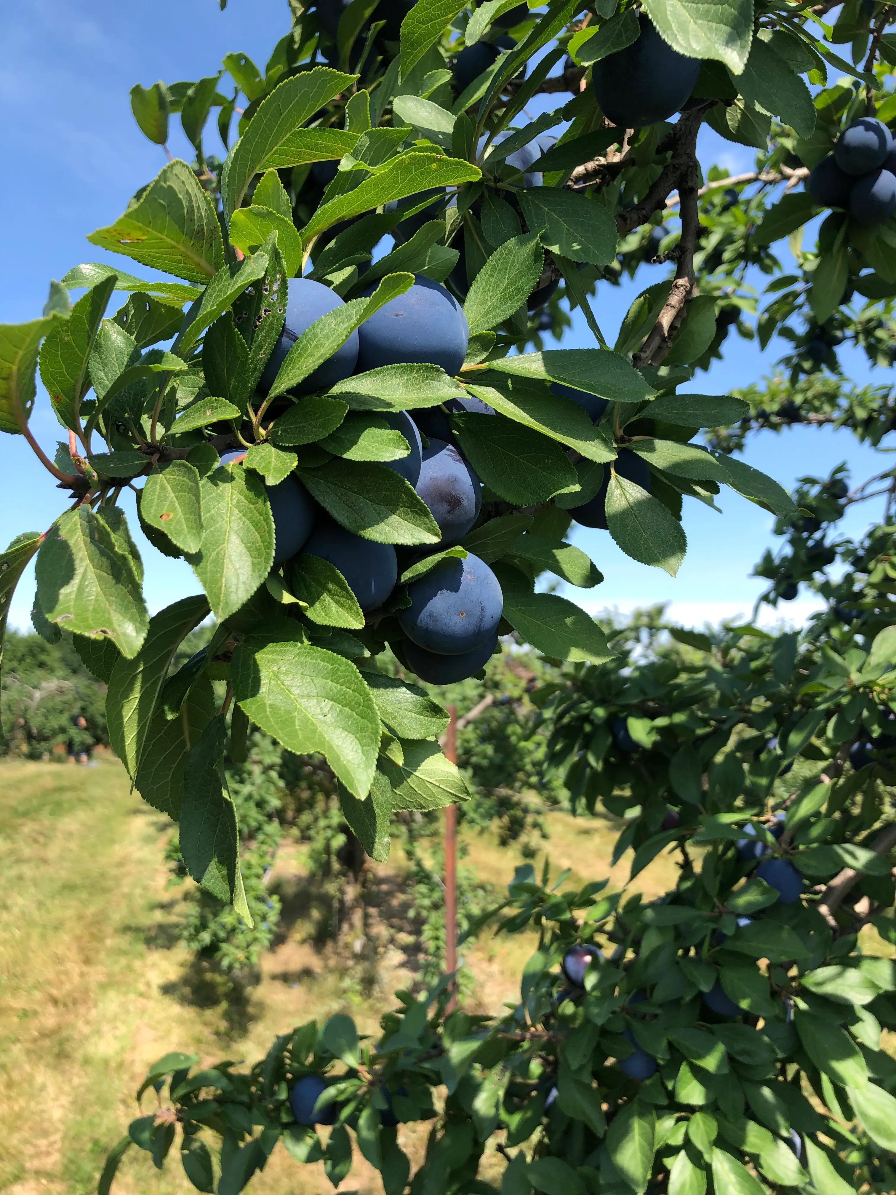 果园摘西梅,西梅夏天如何摘心