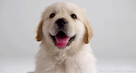 ilovedog,ilovedog是什么意思