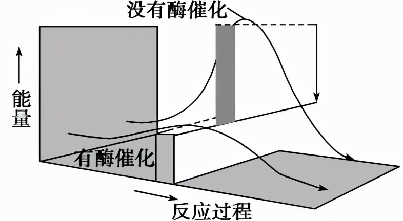 红束带蛇,红边束带蛇