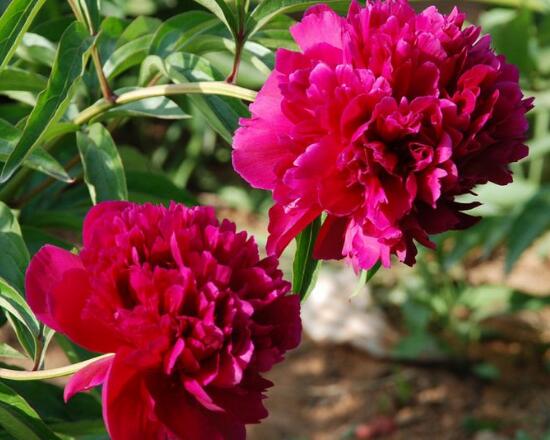 康乃馨如何繁殖和扦插图解,盆栽康乃馨扦插方法视频大全