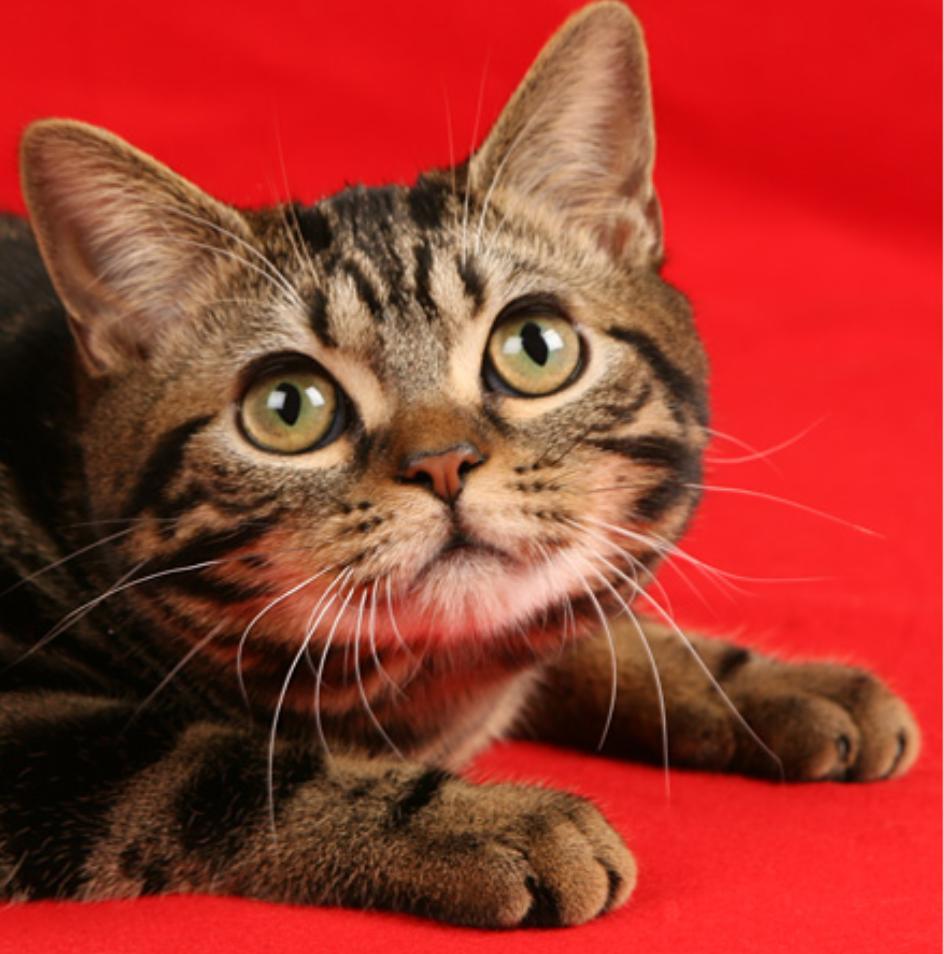 挑选猫咪长相,教你如何挑选猫咪