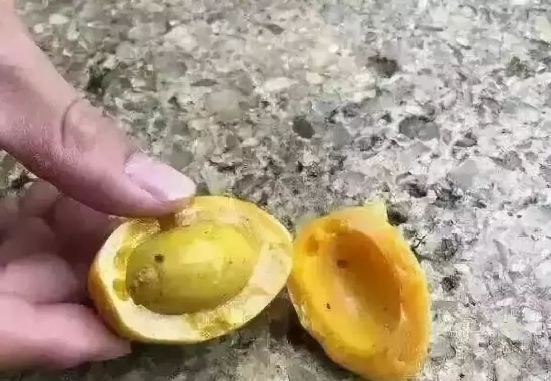 *藏西**捡漏收的大克数老蜜蜡，砸开后为何是个冒牌货儿？