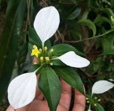 绿植长出白斑点,长叶片有白色条纹的绿植