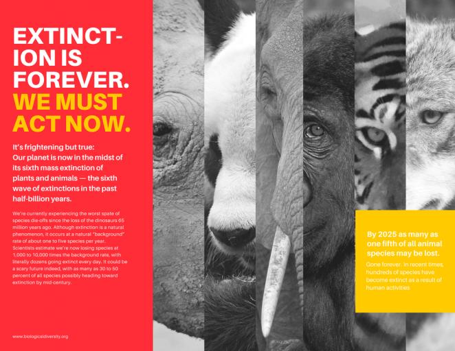 三折页设计案例展示极简风格,三折页设计软件