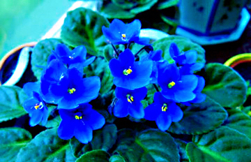 紫罗兰花卉大全,紫罗兰花卉盆栽图片