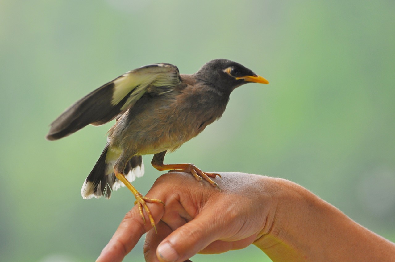 12岁少年鸟神,12岁天才少年懂鸟语