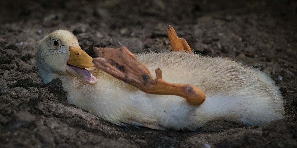 鸭子常见病,鸭子常见病防治方法