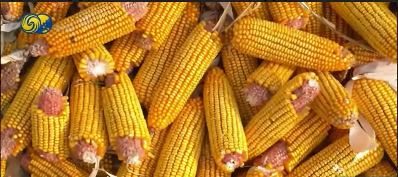 今天全世界都在看的新闻2021.11.4