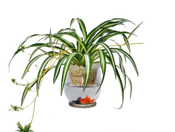 适合花鱼共养的水培植物,什么水培花卉可以和鱼一起养的