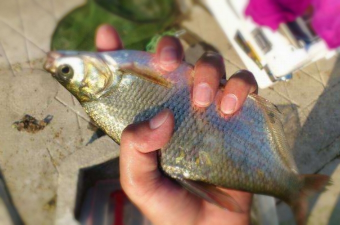 钓鳊鱼要注意这个细节,一本正经的告诉你一个道理