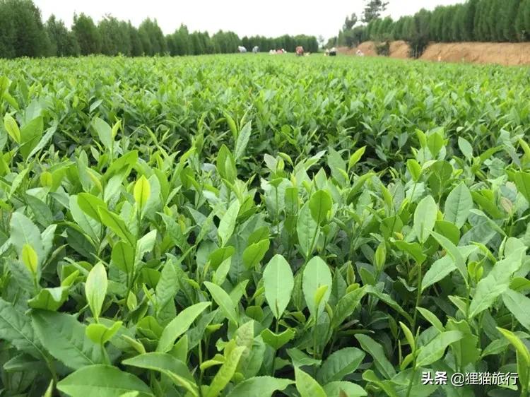 五莲山九仙山为什么有名,五莲九仙山孙膑书院的传说