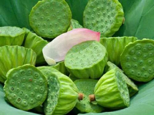 中医入药的莲子,古今中药研究莲子