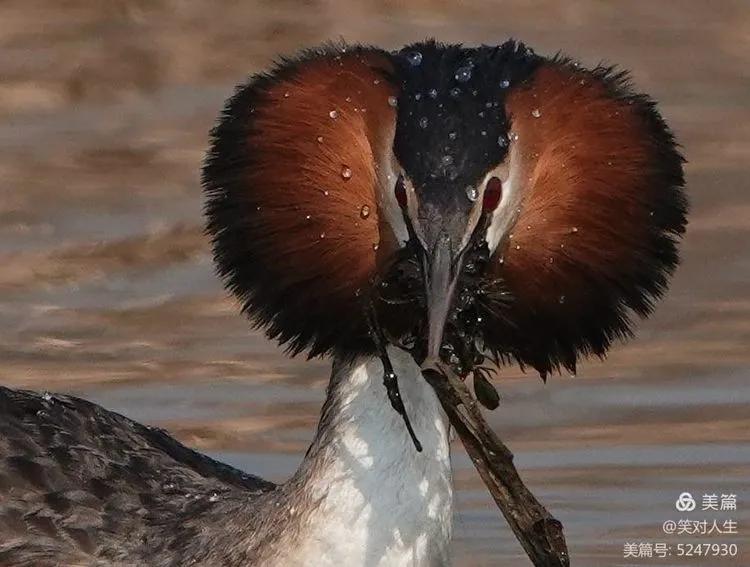 凤头鸊鷉粤语,斑头雁飞得最高的鸟