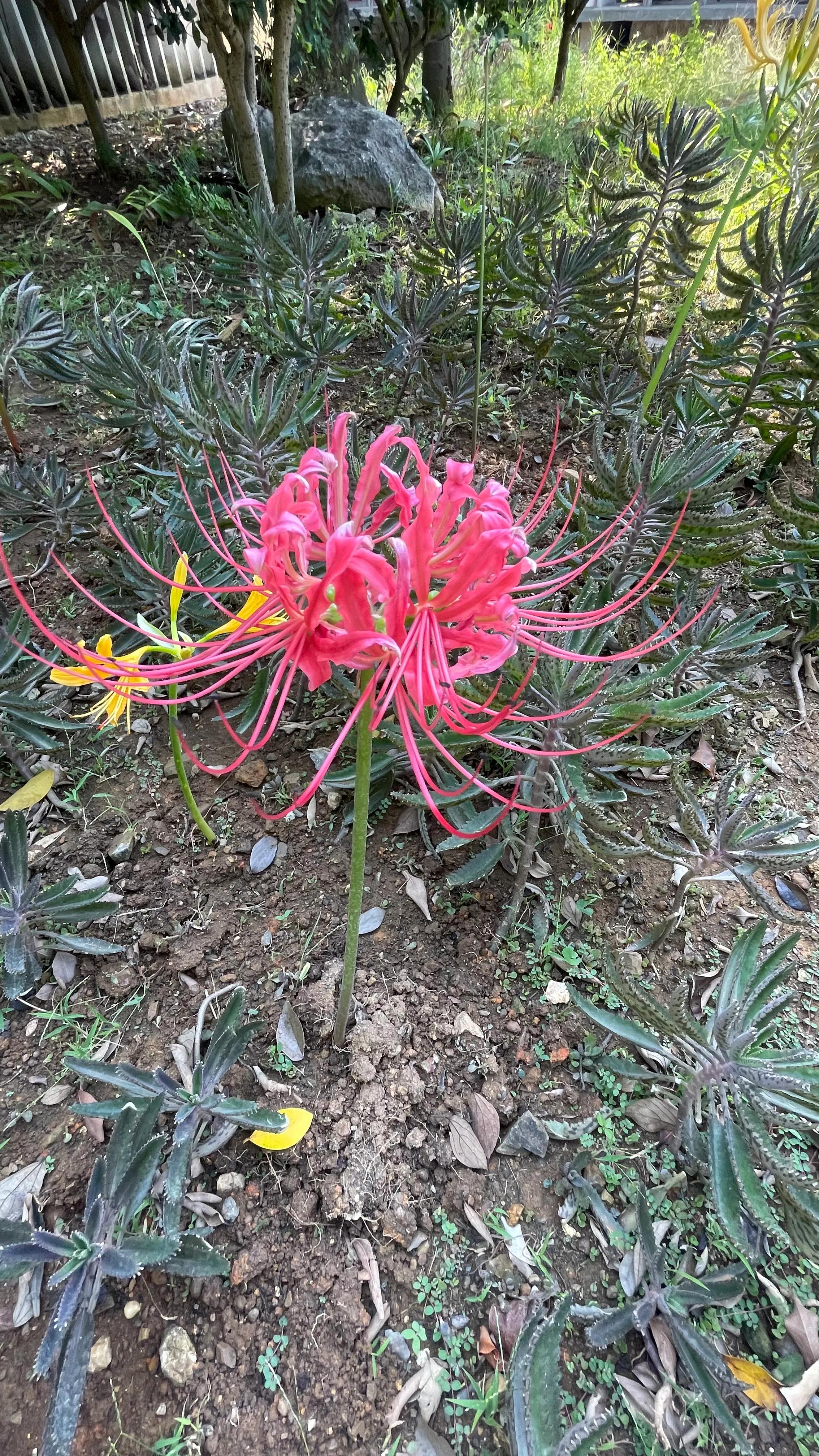 柳州只投螺碗螺蛳粉,再来一碗柳州螺蛳粉