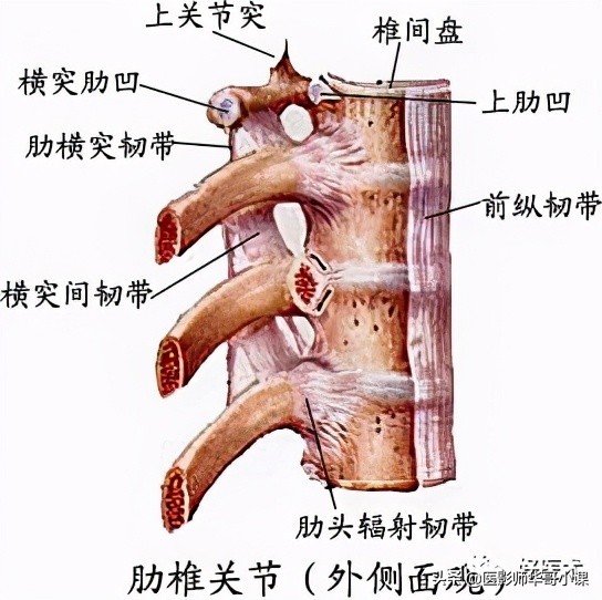 韧带解剖解说视频,韧带解剖图大全书
