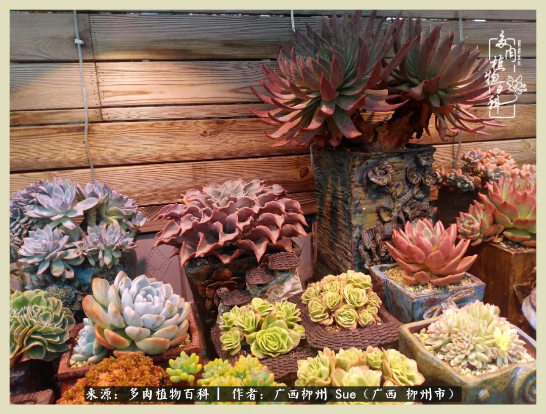 艳阳高照凉爽贵州,我要勤快地捕捉美好!(二)