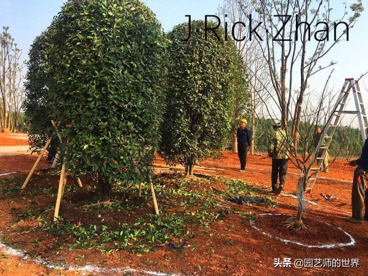 高尔夫果岭草坪家庭院子种植,麦冬草坪种植方法和注意事项