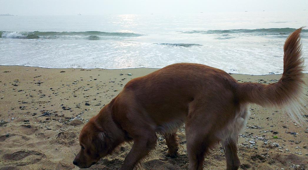 带狗狗旅行必备清单,狗狗也可以去的海边