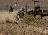 格力犬猎犬打猎视频,格力犬古老