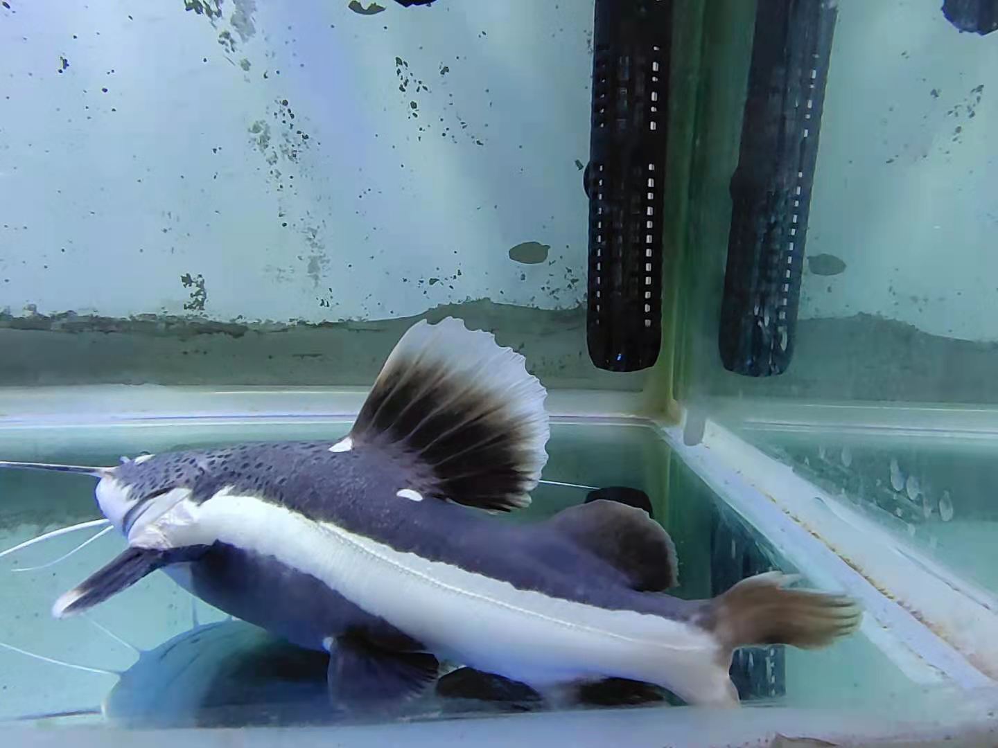 观赏鱼不采食是怎么回事,观赏鱼不食鱼料怎么样解决