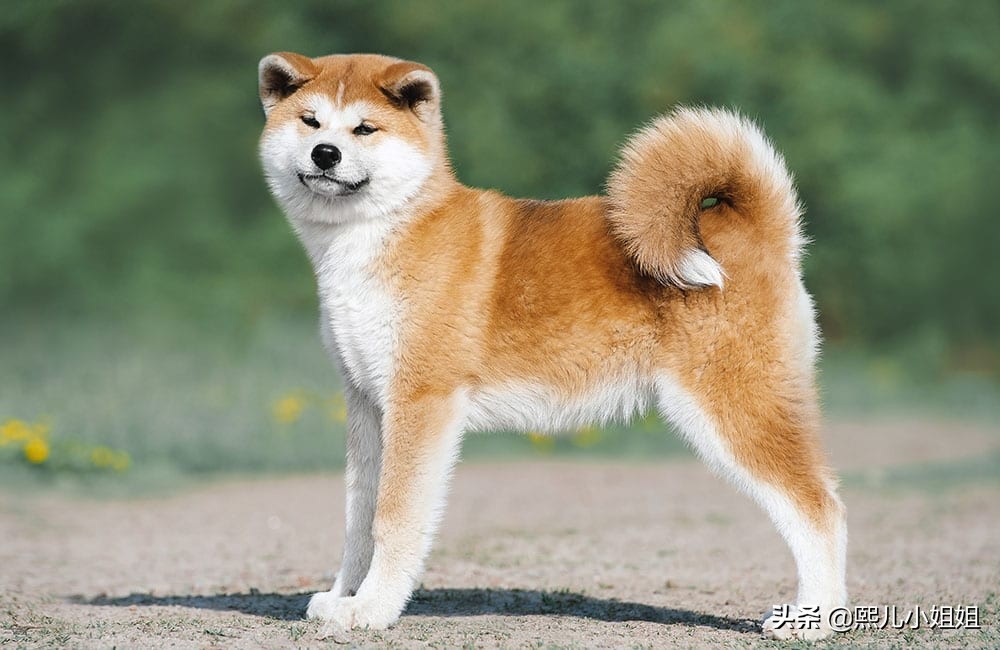 世界名贵犬种,中国名贵犬种大全图片