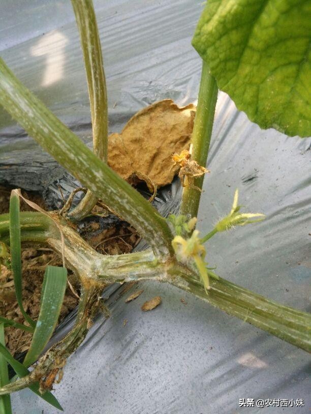 黄瓜苗期死苗用什么药灌根,种植黄瓜缺苗怎么办