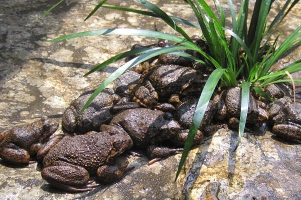 人工养殖石蛙的营养如何,石蛙可以人工养殖吗