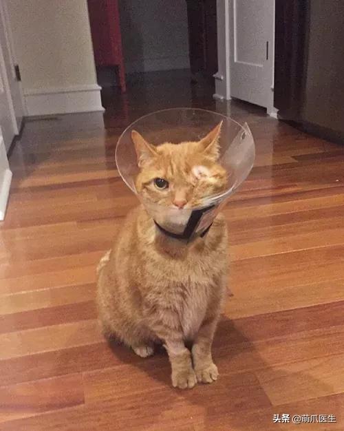 猫咪皮肤有黑斑点还很容易掉毛,猫咪身上有黑色斑点是怎么回事