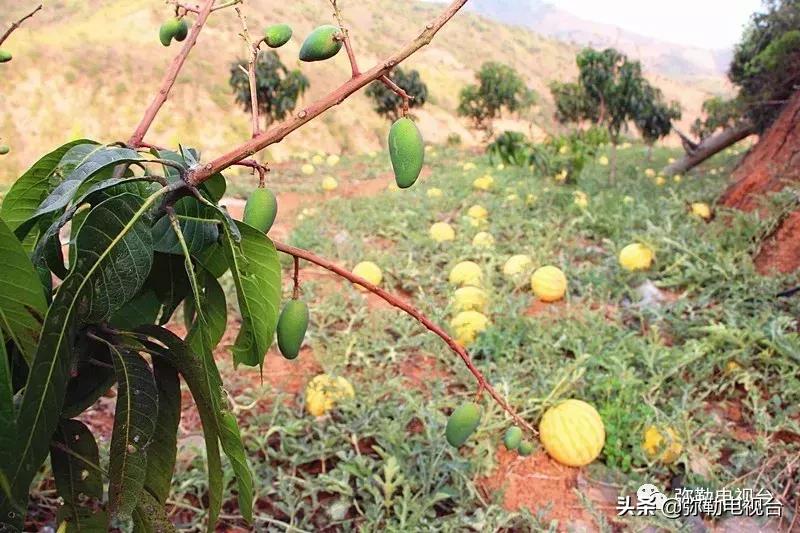 弥勒千亩西瓜熟了!黄心瓜、红心瓜、小香瓜…你喜欢哪种?