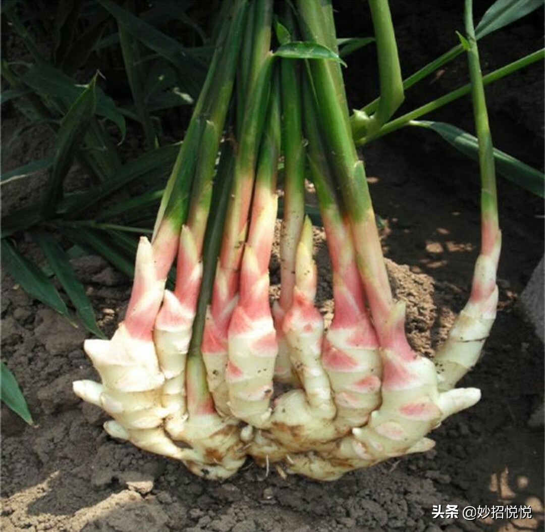 家庭生姜怎样种植最好吃,生活小妙招生姜怎么种植