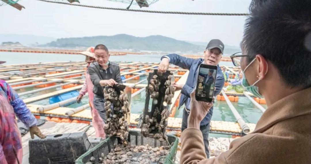 鲍鱼养殖如何赚钱,人工养殖鲍鱼